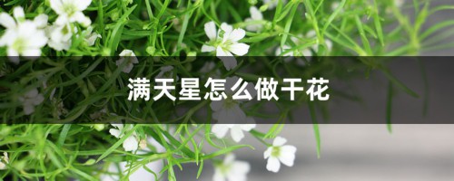 满天星怎么做干花