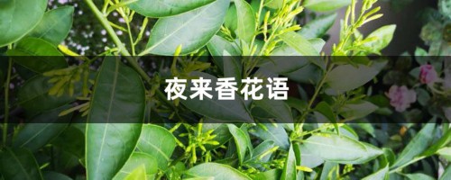 夜来香花语与传说（各色夜来香花语不同）