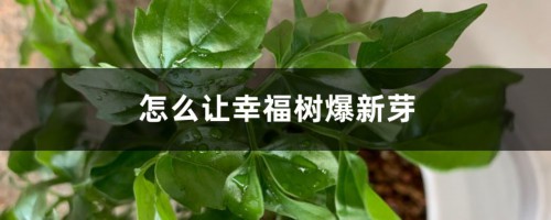 怎么让幸福树爆新芽