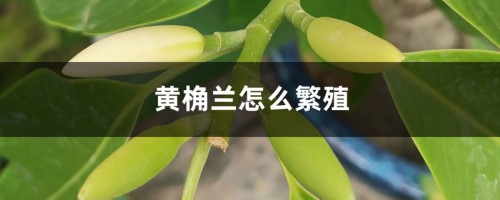 黄桷兰怎么繁殖